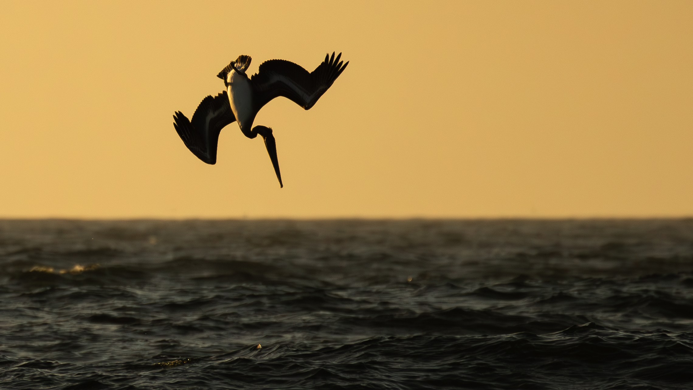 pelican plunge diving into the water at sunset