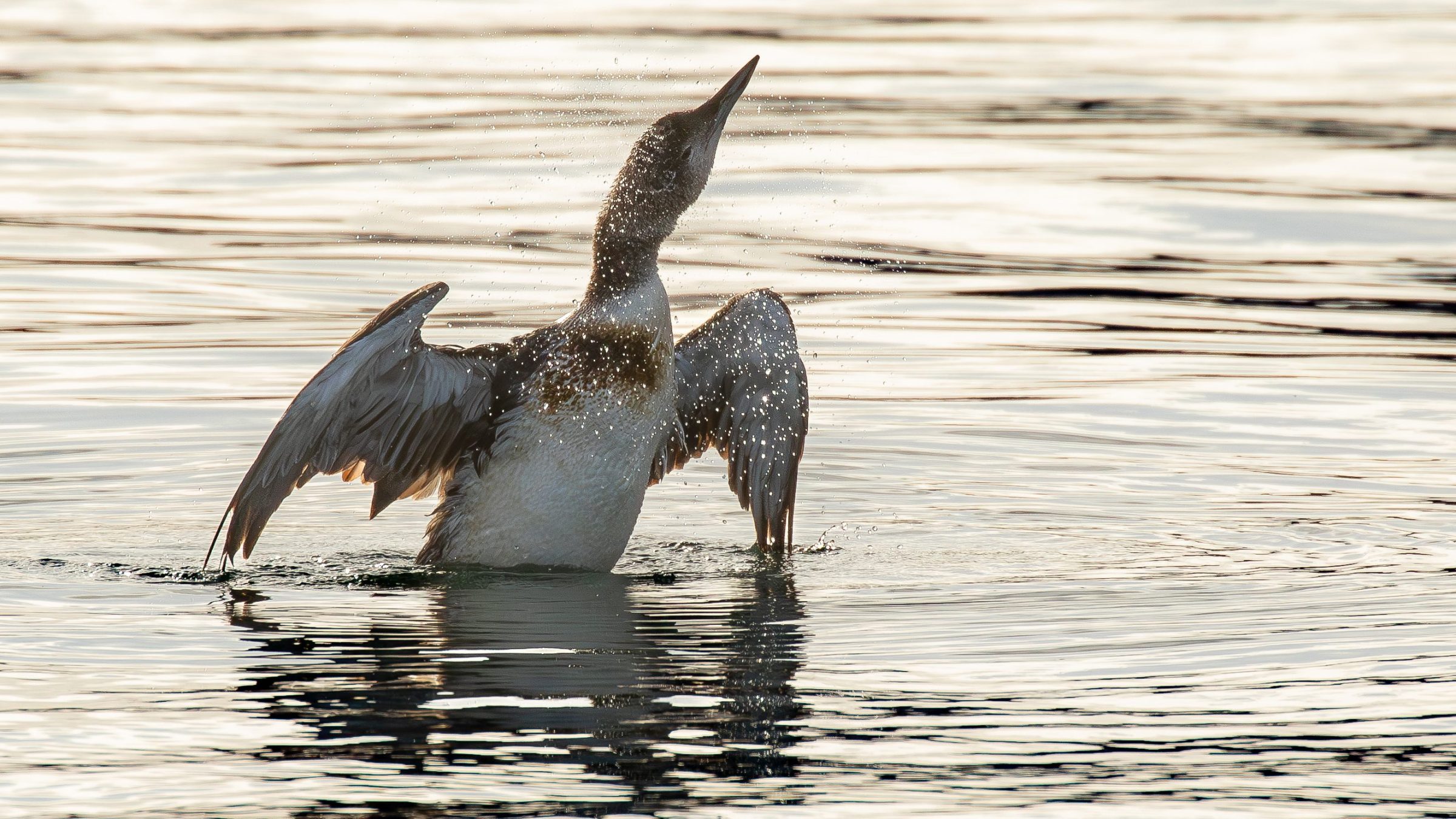 loon bird shaking water off its body