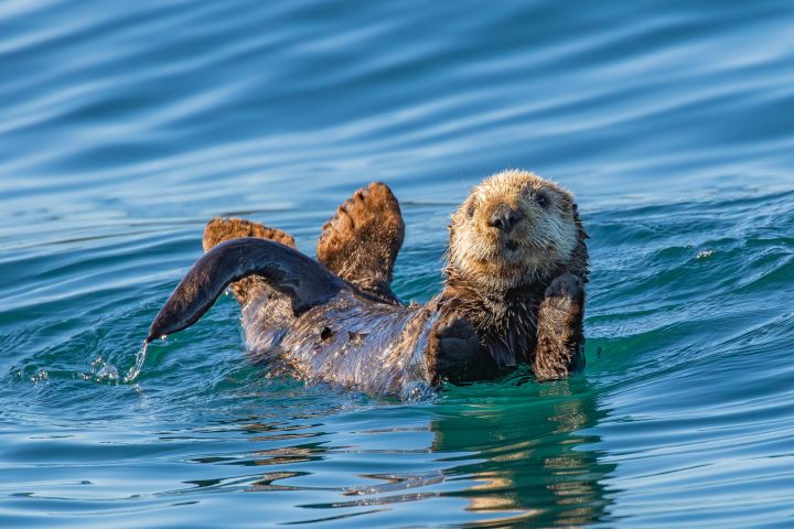 sea otter pup on his belly raising a paw in the air as he looks at the camera