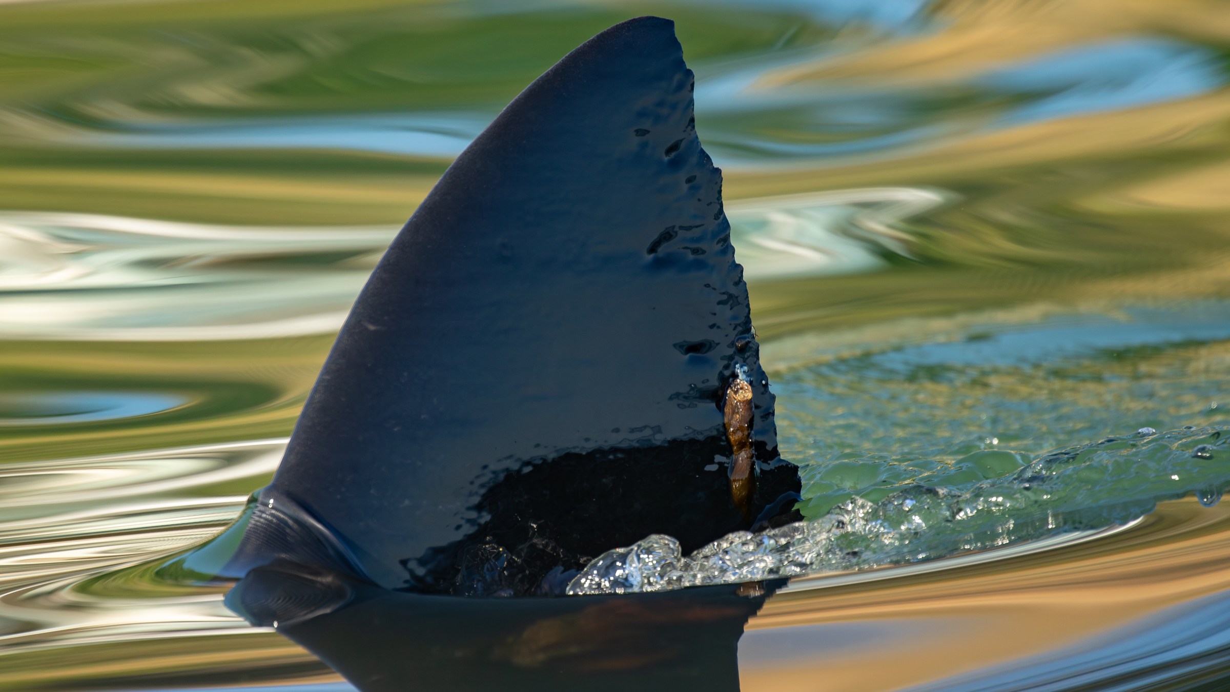 great white shark dorsal fin above the surface of the green and blue and yellow smooth water