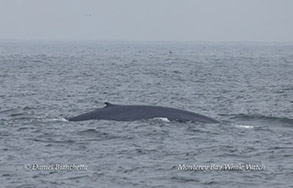 a whale jumping out of the water