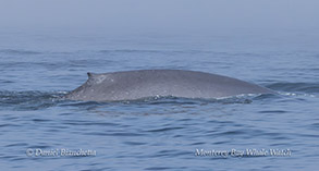 a whale jumping out of the water