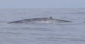 a whale jumping out of the water
