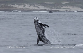 animal on the water