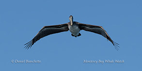 a bird flying in the sky