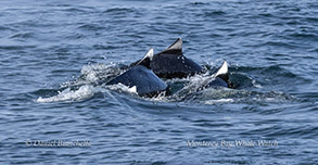 animal on the water