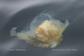 a piece of food
