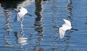 a swan swimming in a body of water