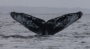 a whale jumping out of the water