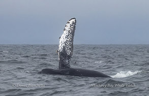 a whale jumping out of the water