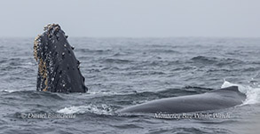 a whale jumping out of the ocean