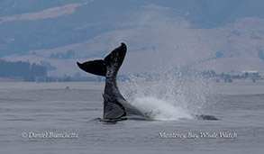 animal on the water