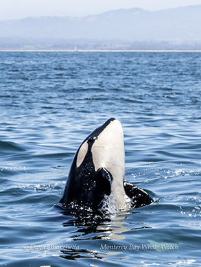 a dolphin swimming in a body of water