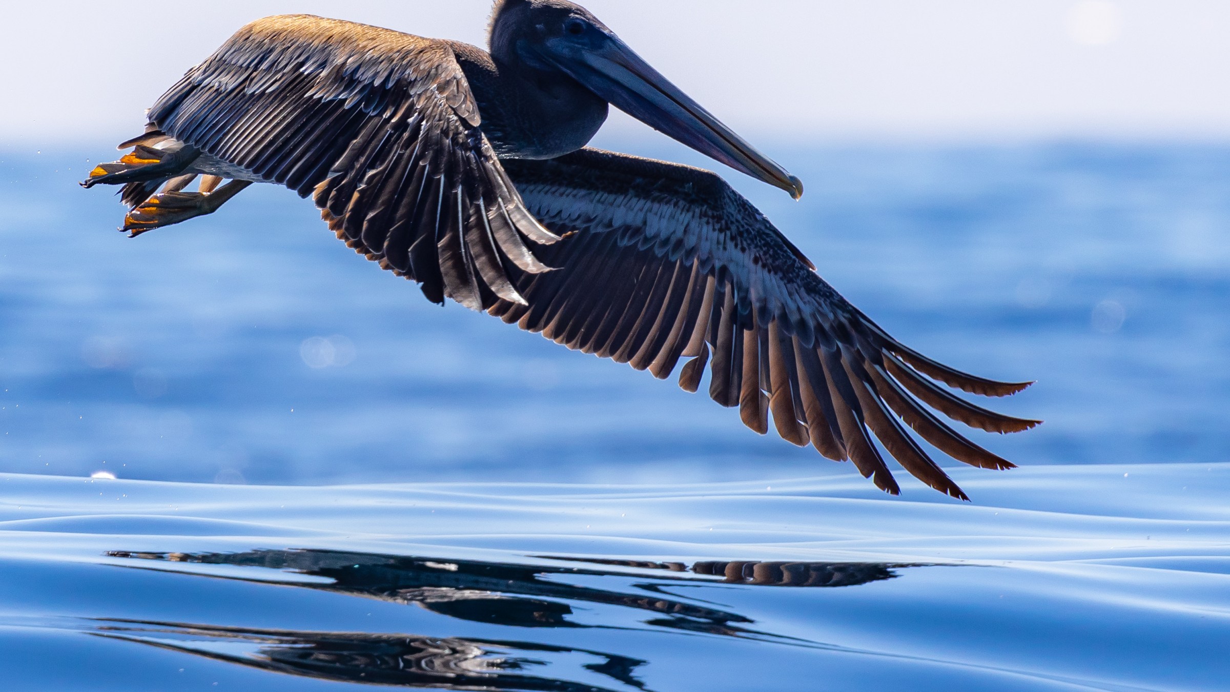 brown pelican flying close to the oceans surface