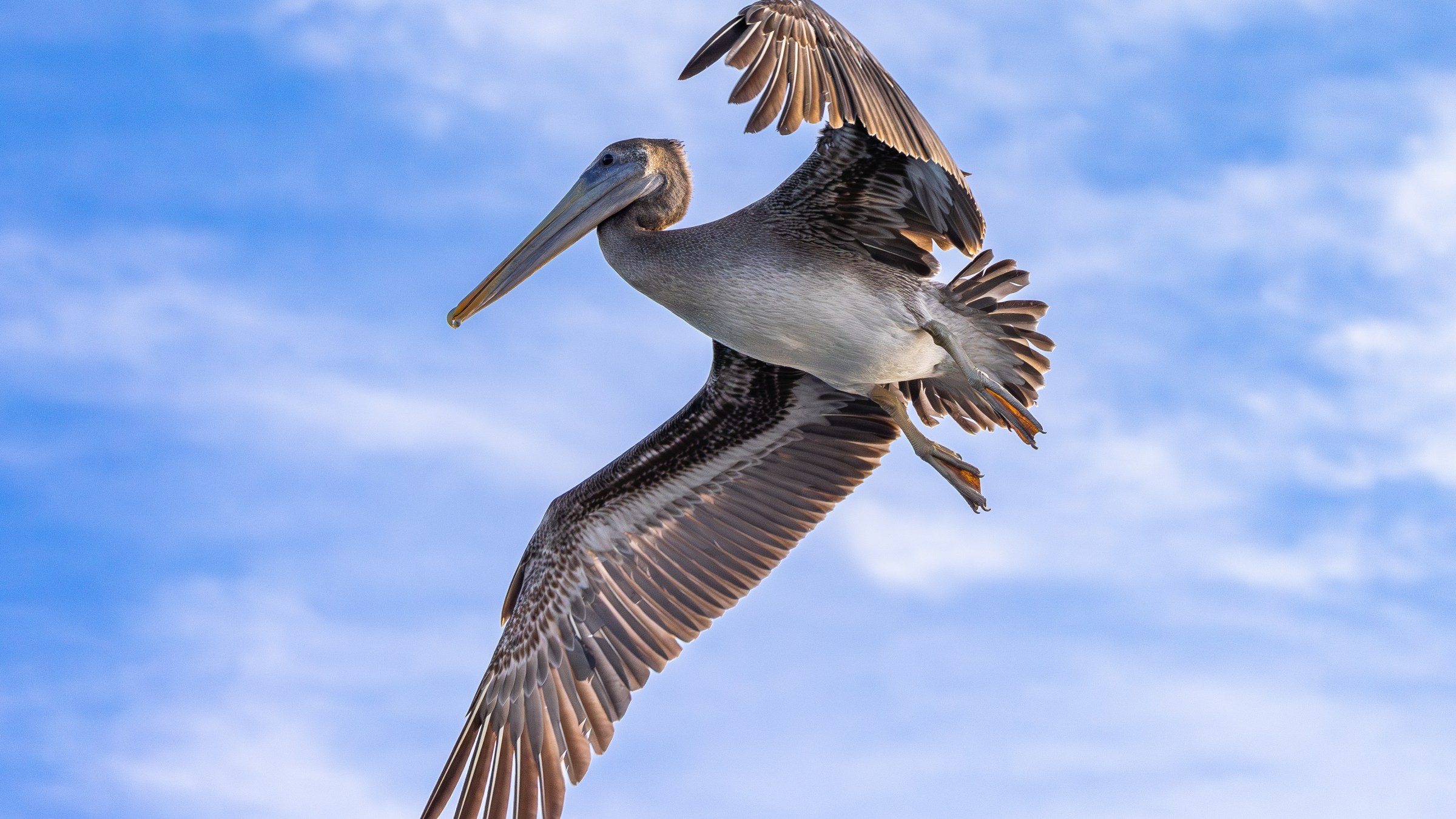 brown pelican flying overhead