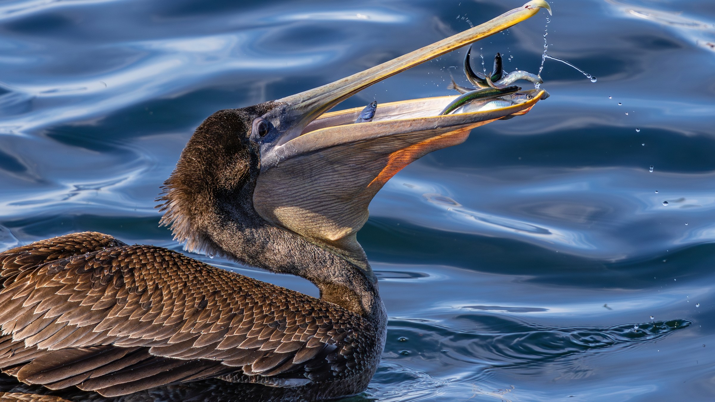 pelican throwing anchovies into the air to catch in its large bill pouch
