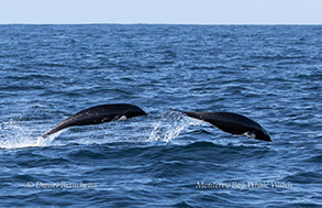 a whale swimming under water