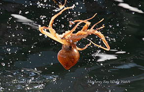 a fish swimming under water