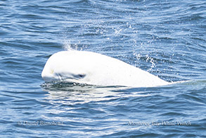 an animal swimming in the water