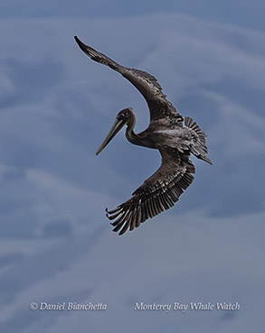 a bird flying over a body of water