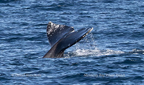 a whale jumping out of the water