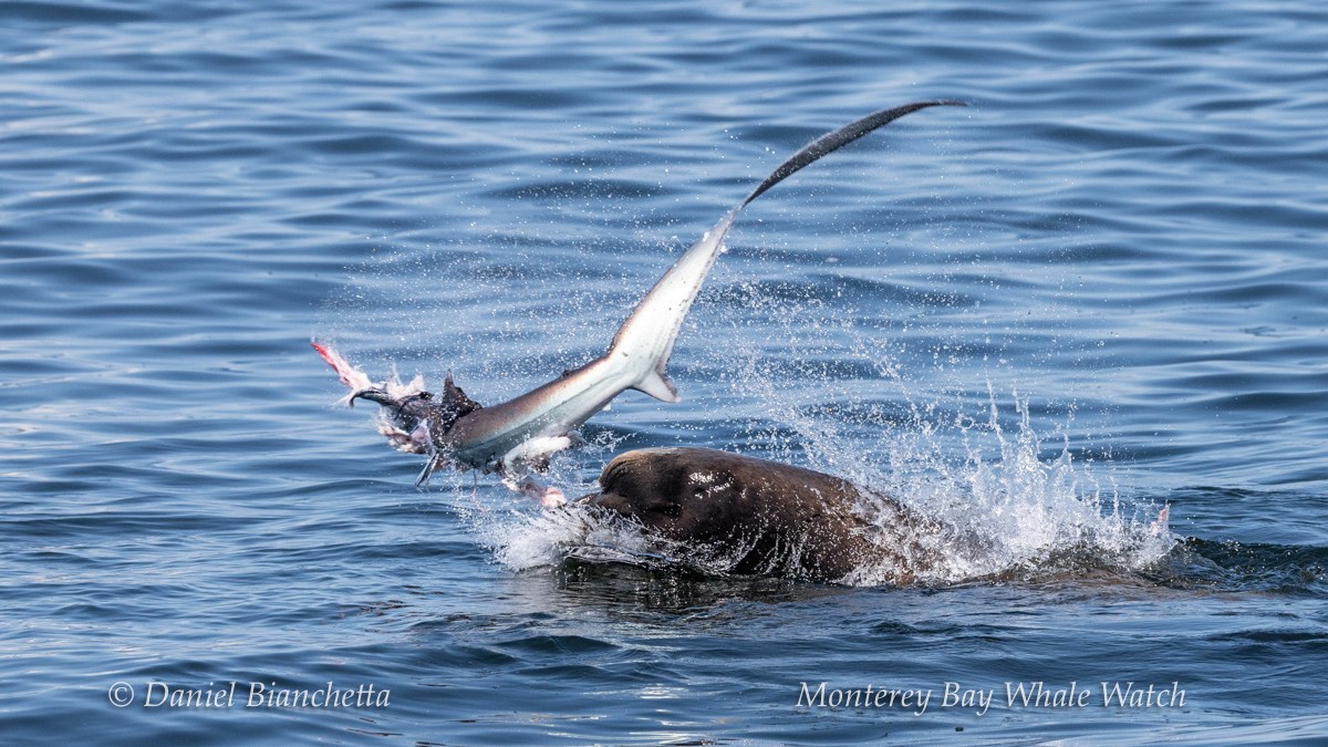 a fish jumping out of a body of water