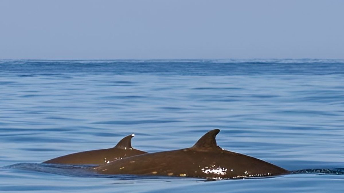 a pair of whales swimming in the water