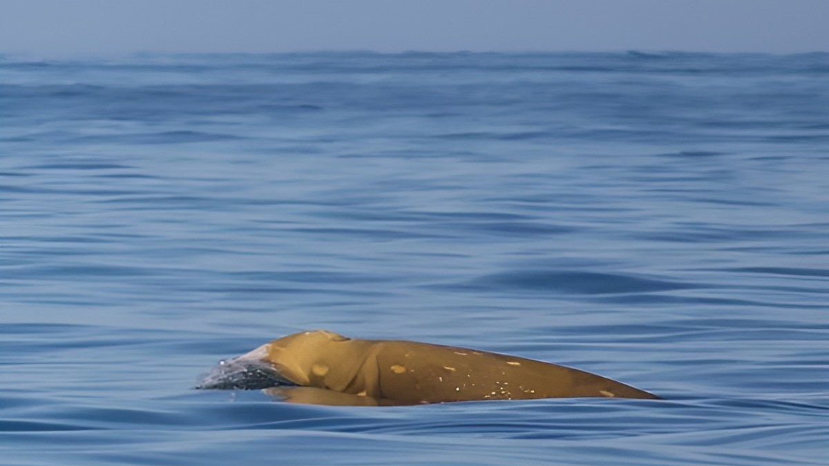 a large whale swimming in a body of water