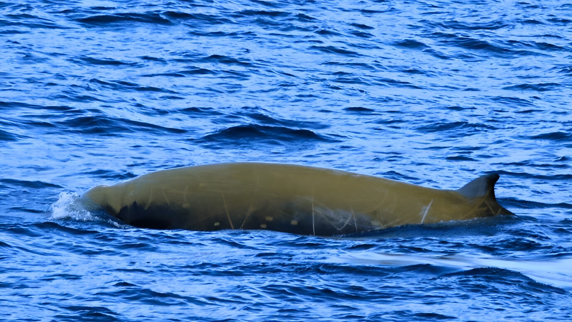 a whale swimming in the water