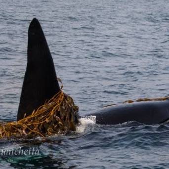 a killer whale swimming in a body of water