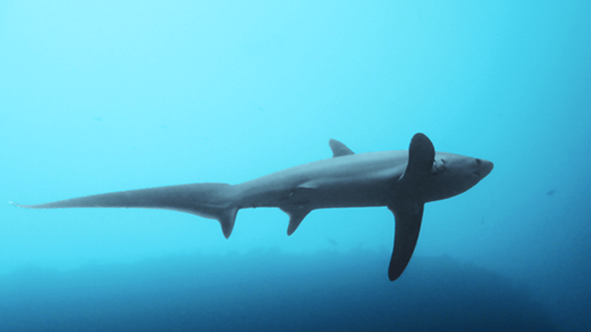 a shark in the water