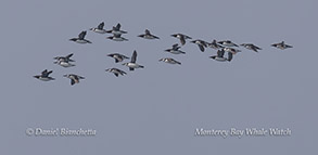 a flock of seagulls flying in the sky