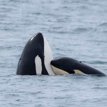 a pair of killer whales in a body of water