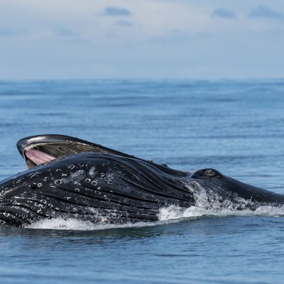 a whale jumping out of the water