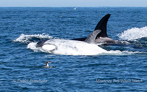 a pair of killer whales swimming in the water