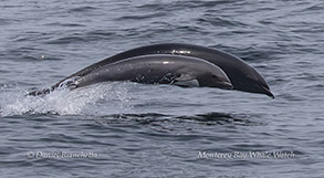 a whale jumping out of the water