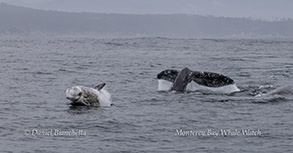 an animal swimming in the water