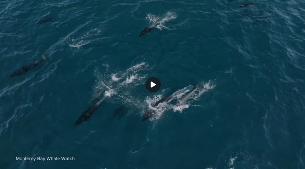 an animal swimming in the water