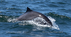 animal on the water