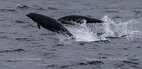 animal on the water