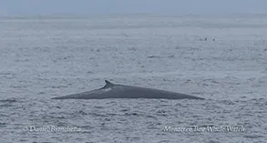 a whale jumping out of the water