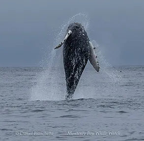 a whale jumping out of the water