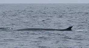 a whale jumping out of the water