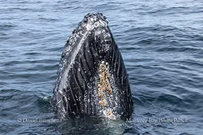 an animal swimming in the water