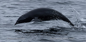 animal on the water