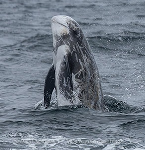 animal on the water