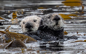 animal on the water