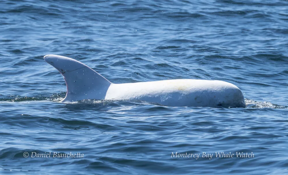 A white whale swimming in blue ocean water, partially submerged.