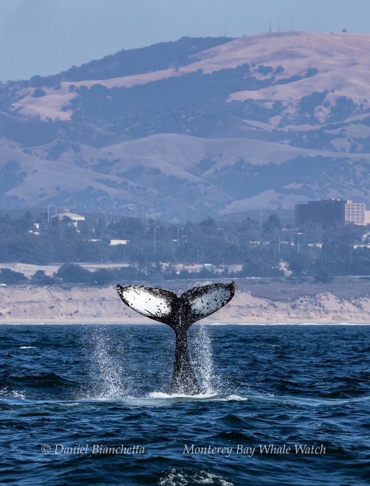 Whale tail emerging from ocean with distant hills in the background.
