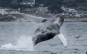 Humpback whale breaching near coastal houses with a bird flying close by.